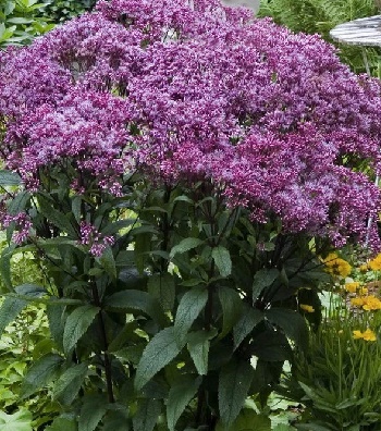 Сідач "Baby Joe" 