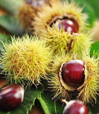 Каштан їстивний