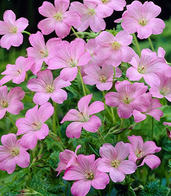 Герань "Wargrave Pink" 