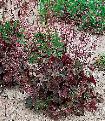 Гейхера "Rachel"