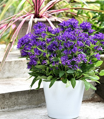 Дзвіночок "Blue Crown"