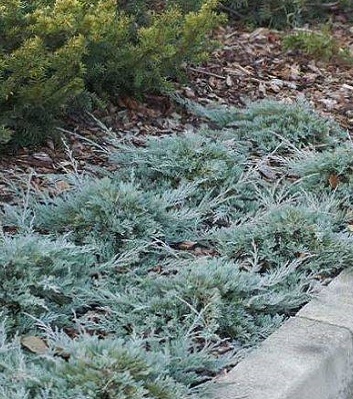 Ялівець горизонтальний "Glacier"