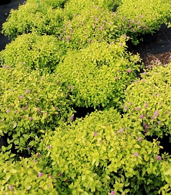 Спірея японська "Golden Carpet" 