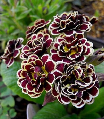 Примула "Elizabeth Killelay" 