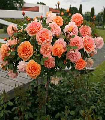 Троянда "Ashram" (Привита на штамбі)