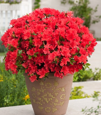 Азалія японська "Geisha Orange" 