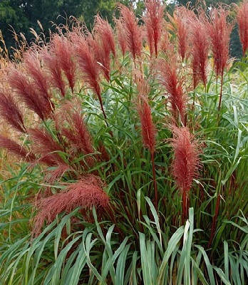 Miscanthus sinensis "Red Chief"
