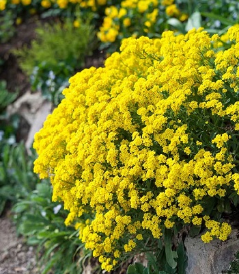 Аліссум "Golden Spring" 