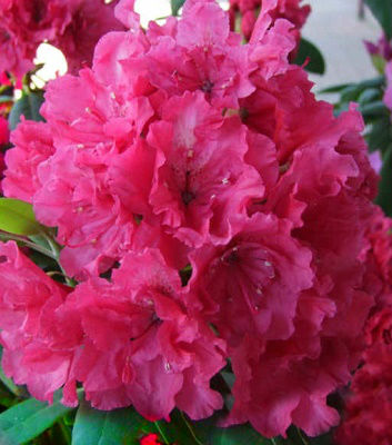 Рододендрон "Double Kiss"