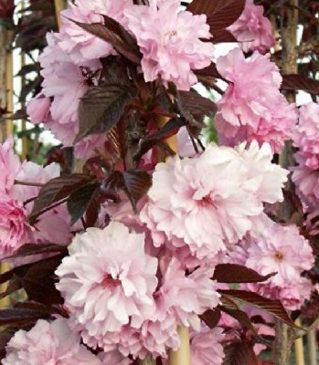 Сакура "Royal Burgundy" (Привита форма)