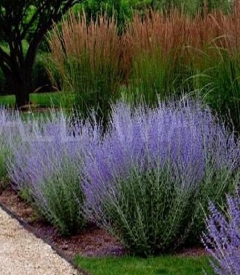 Перовська лебедолиста "Blue Steel"