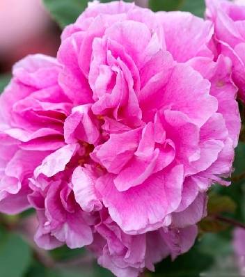 Троянда паркова "Therese Bugnet"