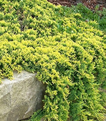 Ялівець горизонтальний "Golden Carpet"