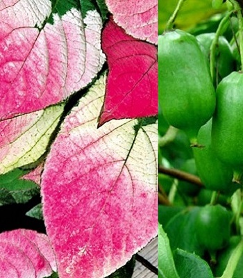 Актинідія коломікта "Dr Szymanowski" 