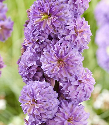 Дельфініум "Highlander ' Purple Surprise"