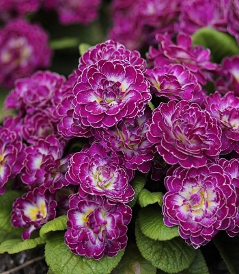 Примула "Belarina 'Purple Dawn" 