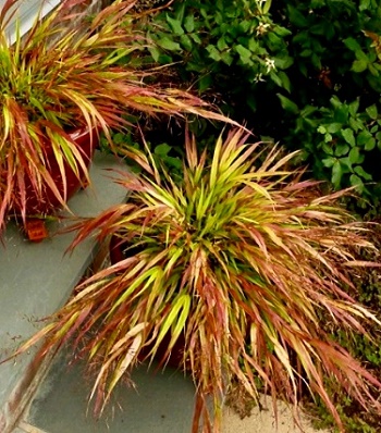 Hakonechloa macra "Mulled Wine" 