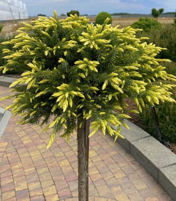 Ялівець береговий "Sunflower" (Привитий на штамбі)