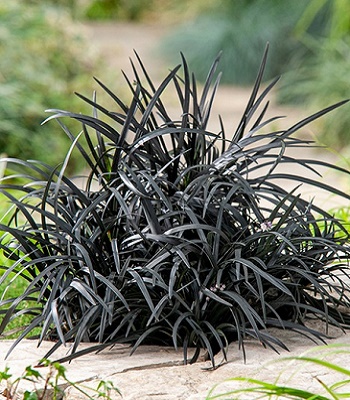 Ophiopogon "Nigrescens" 