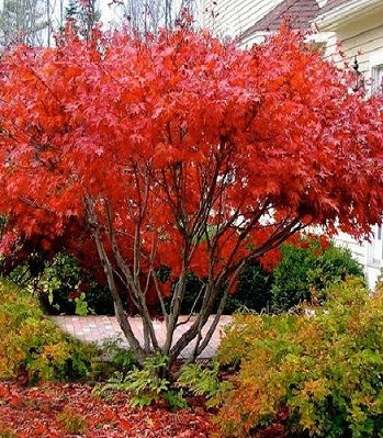 Багряник японський