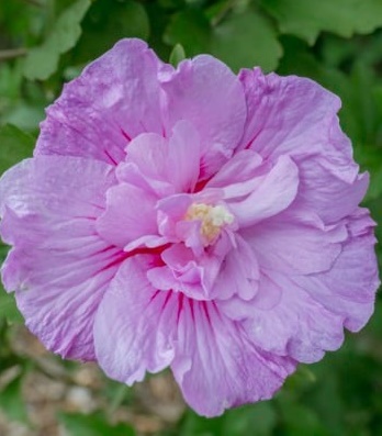 Гібіскус деревовидний "Lavender Chiffon" 