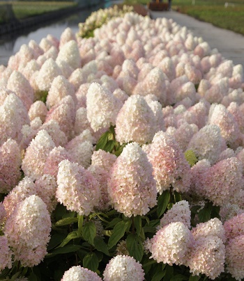 Гортензія волотиста "Magical Sweet Summer" 