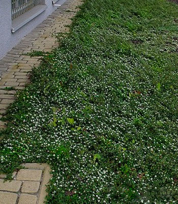 Кизильник "Queen of Carpets" 