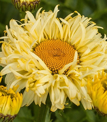 Ромашка "Goldfinch" 