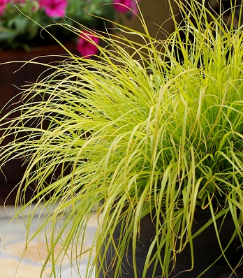 Pennisetum "Hameln Gold" 