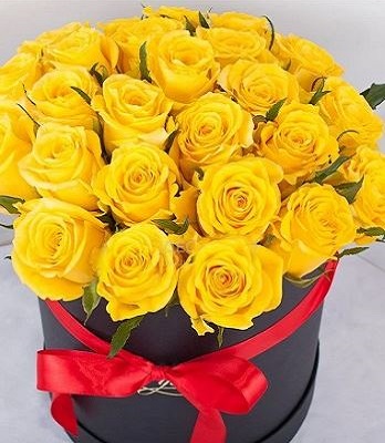 Троянда ч/г "Керн" 