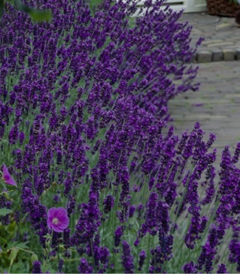 Лаванда "Dark Hidcote Blue"