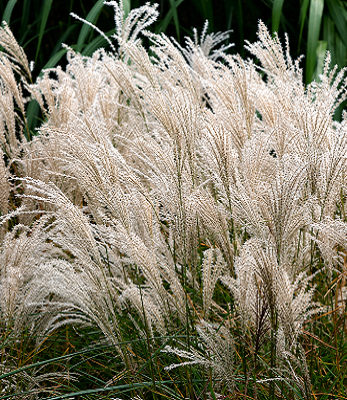 Miscanthus sinensis "Kleine Fontane" 
