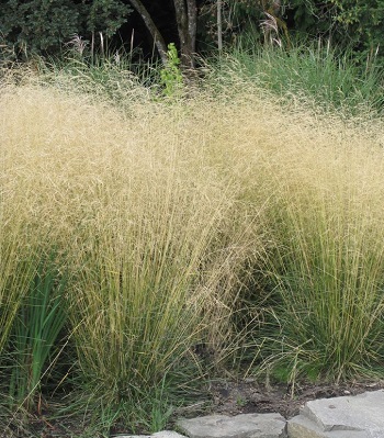 Deschampsia caespitosa "Goldschleier"