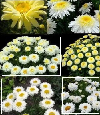 Ромашка (Суміш сортів)  