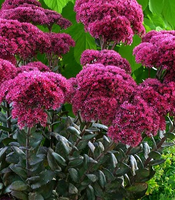 Очиток звичайний "Thunderhead" 