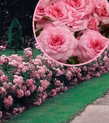 Троянда флорибунда "Royal Bonika"