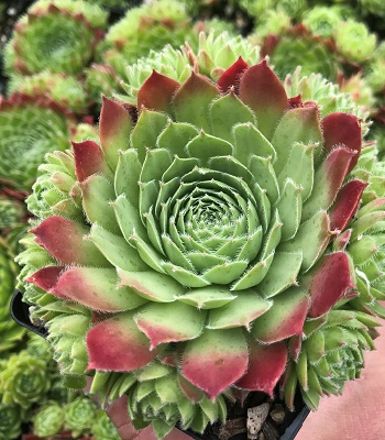 Молодило "Sirius"