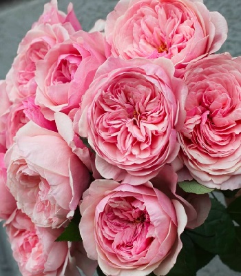 Троянда піон "Victorian Pink"