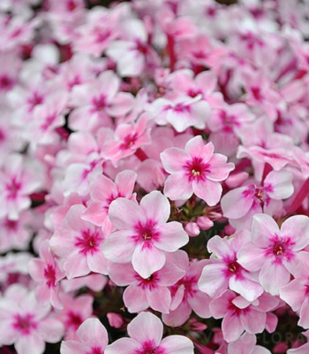 Флокс "Early" Pink"