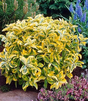 Бересклет Форчуна "Emerald Gold" 