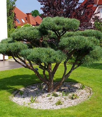 Сосна гірська