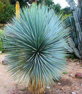 Юкка "Sapphire Skies" 