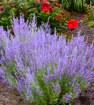 Перовська лебедолиста "Silvery Blue"