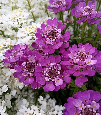 Іберіс вічнозелений "Absolutely Amethyst"