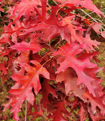 Дуб червоний