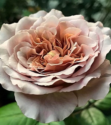 Троянда ч/г "Кафе Латте"