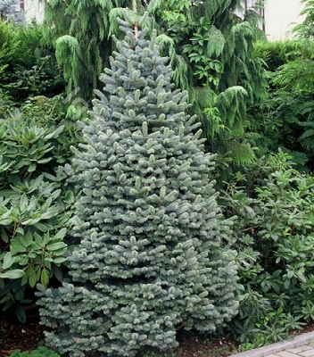 Ялиця гірська "Compacta" (Привита) 