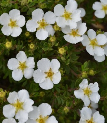 Лапчатка кущова "Abbotswood" 