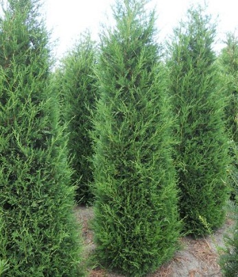 Купрессоципарис "Tweeduizendeen"