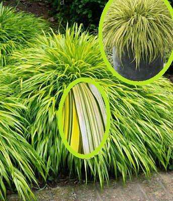 Hakonechloa macra "Aureola" 
